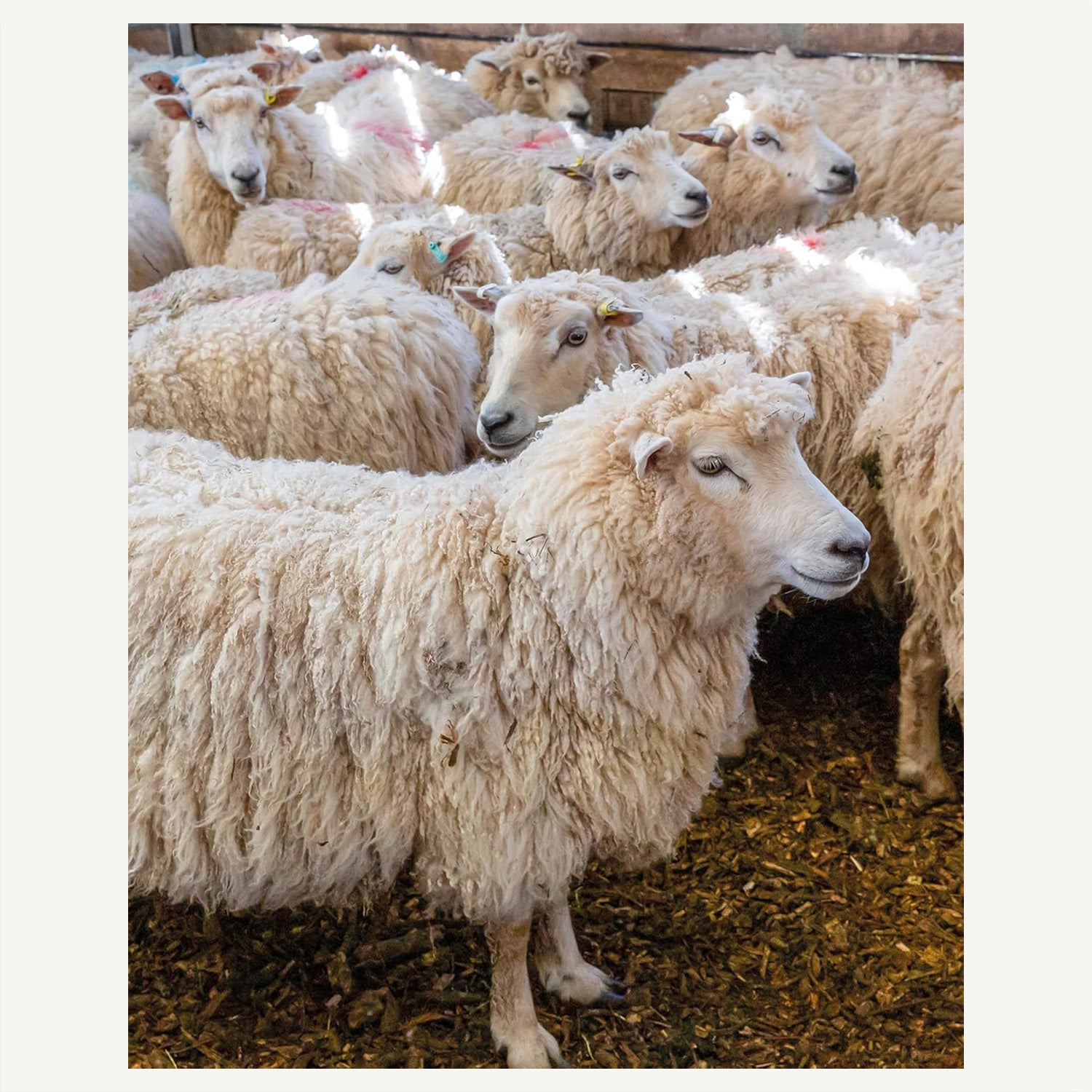 The Wonder of Wool: A knitter's guide to pure breed sheep
