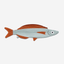 Fiskepung Jacksmelt